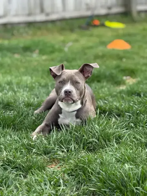 Bella