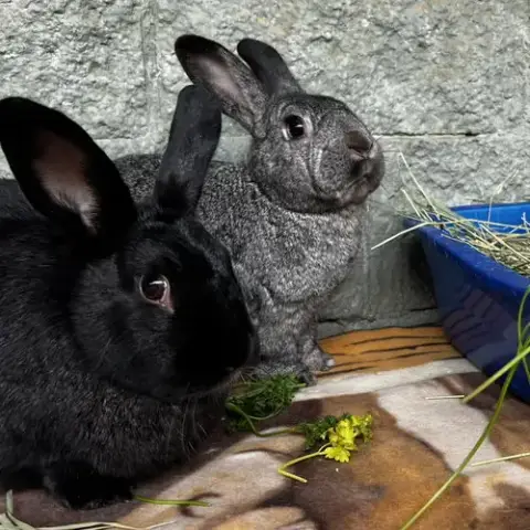 Lady Bunny photo 2