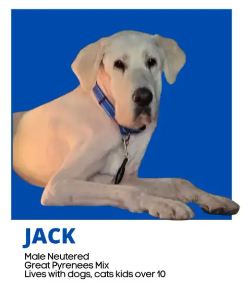 Jack