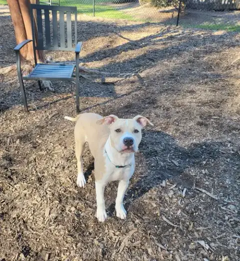 Finn