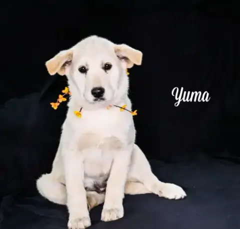 Yuma