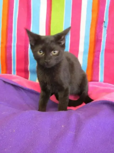 Any Cat photo 3