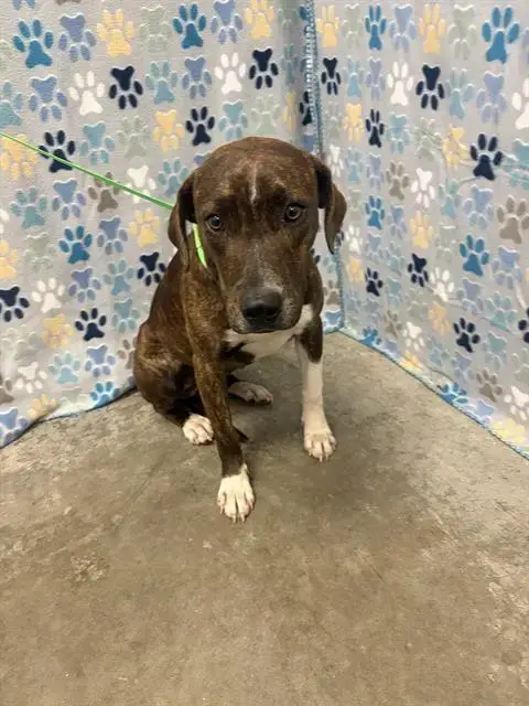 Hazel