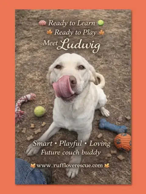 Ludwig