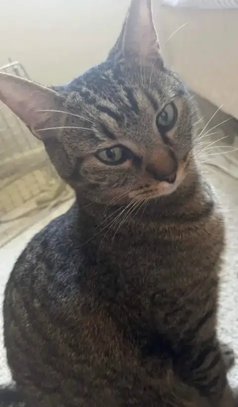 Kitten photo 2