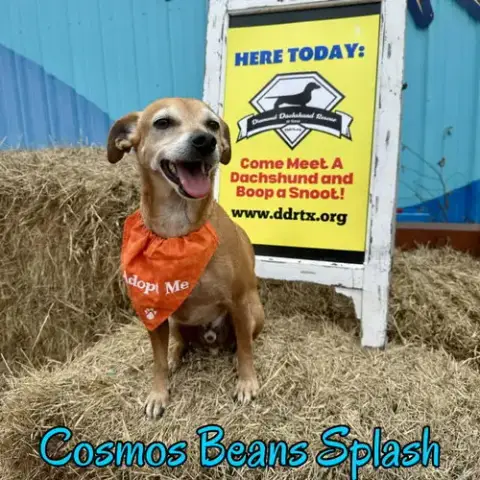 Cosmos Beans Splash photo 3