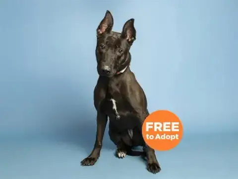 Ziva