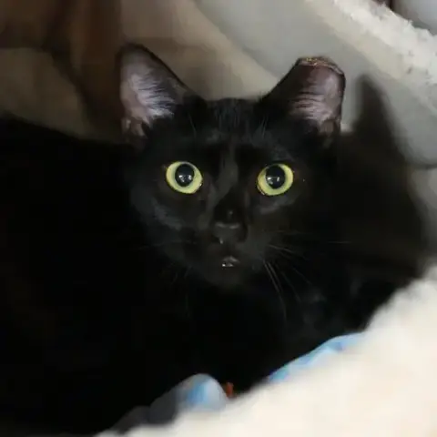 Cora photo 3