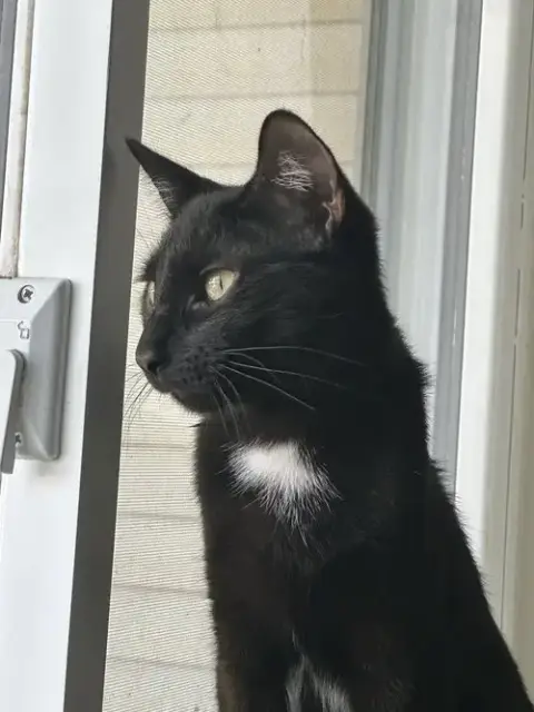 Willow