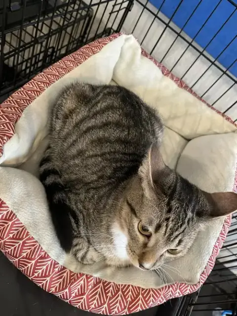 Mittens photo 2