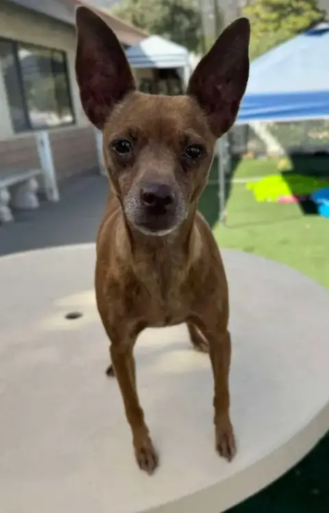 Cinnamon photo 4