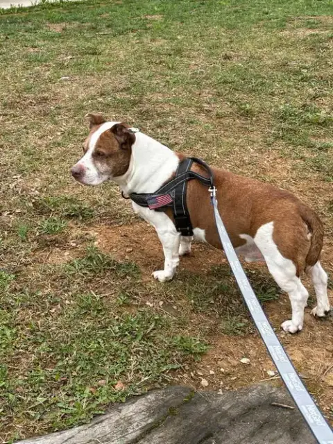 Jasper photo 3