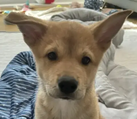 Biscuit