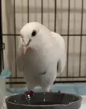 Flip