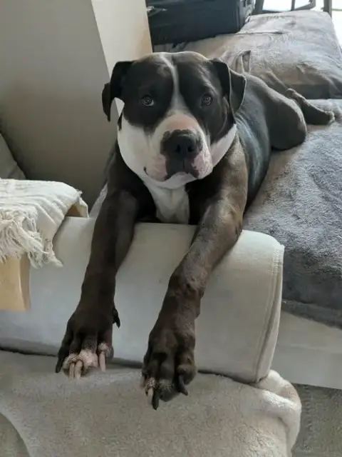 Rilo Gravy