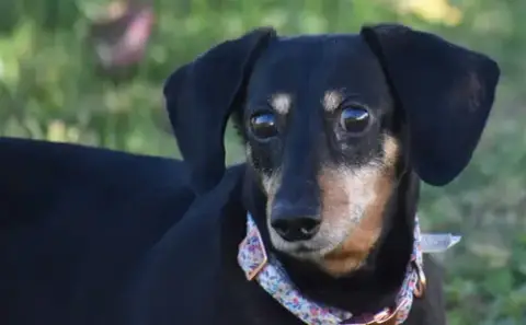 Dixie In Tn photo 4