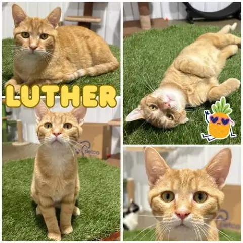Luther- Silo
