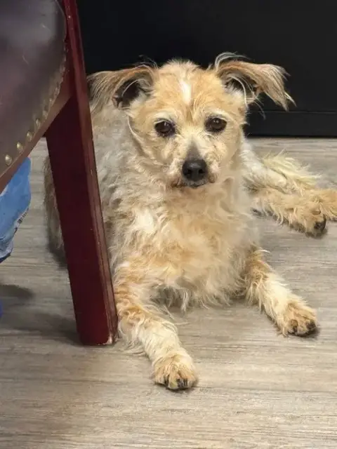 Adoption Pending