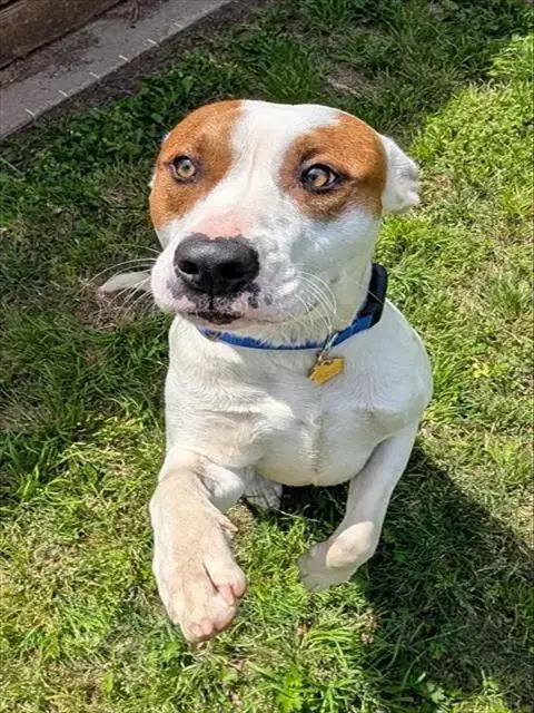 Hank
