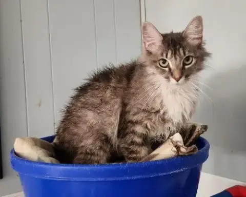 Mom Cat 27755