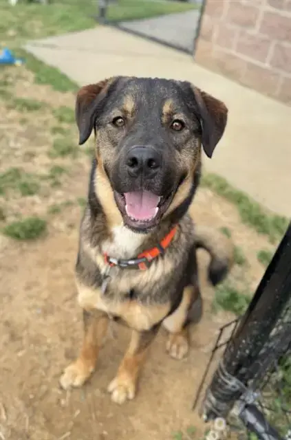 Bebe