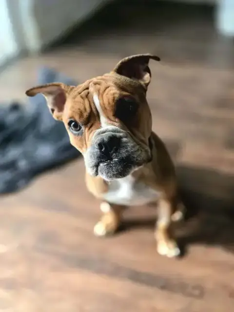 Louie Meatball Mcsnort