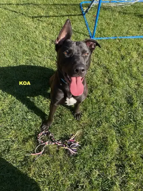Koa photo 4
