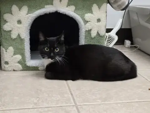 Libby