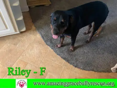 Riley photo 2