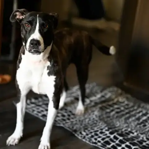 Harper photo 4