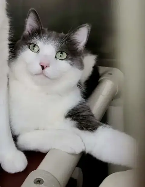 Emmett