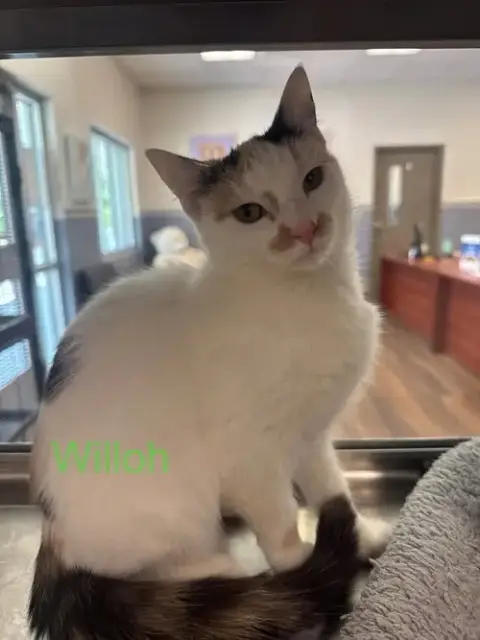 Willoh