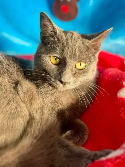 Pretty Girl