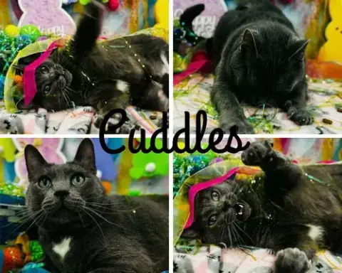 Cuddles photo 4