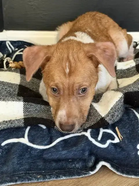 Puppy Milo photo 4