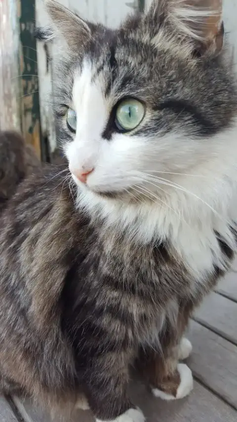 My Purrrrrfect Partner photo 2