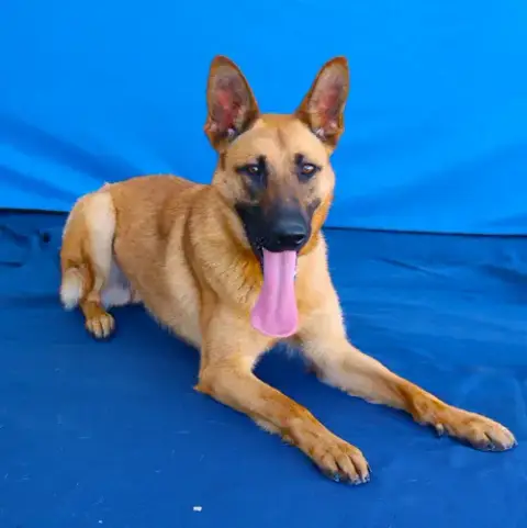 Roxy
