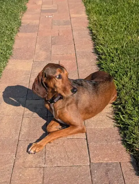 Courtesy Listing- Ruby