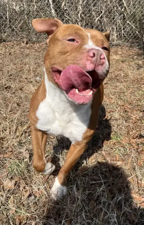 Da 47 Rocky