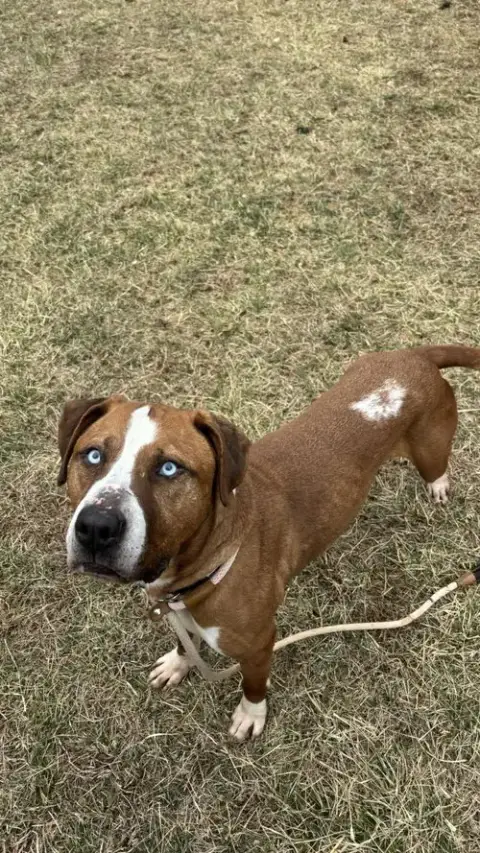Caspian