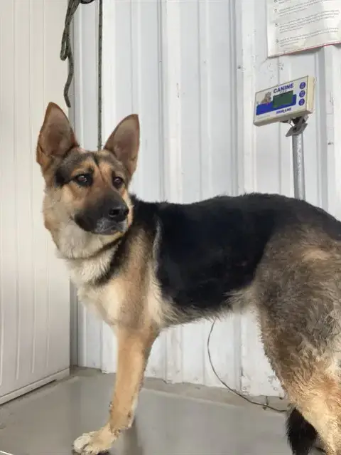 *Sofia