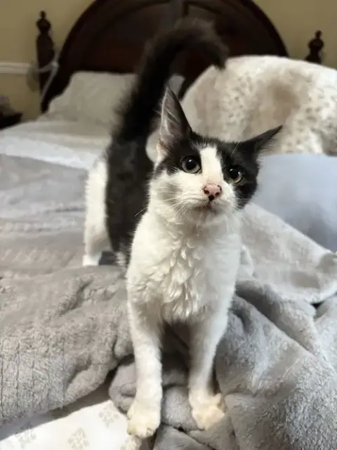Olive Kitten photo 2