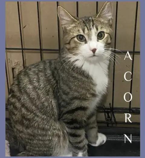 Acorn