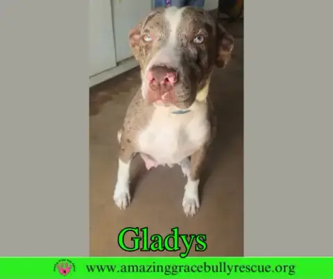 Gladys photo 4
