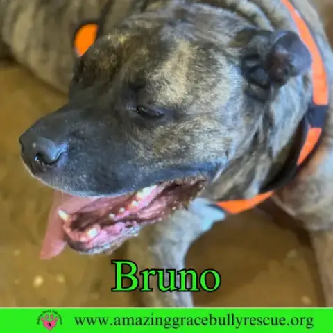 Bruno