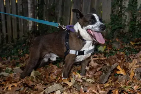 Benji photo 5