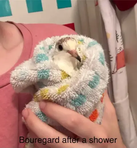 Jasmine And Bouregard photo 4