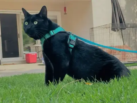 Big photo 4
