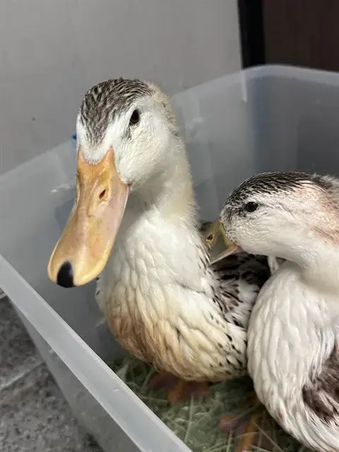 Chicka