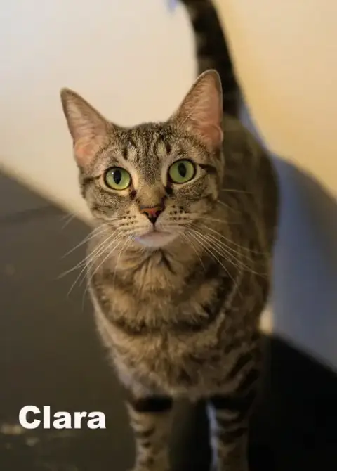 Clara